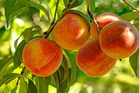 We did not find results for: When Do Peach Trees Bear Fruit Gardening Dream