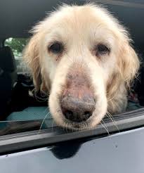 Remembering Theo The Dog: One Year Ago, He Began Joyous Final Journey That  Touched So Many