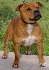 Staffordshire Bully Terrier Colors Fawn Brindle Black