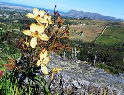 Image result for Wachendorfia