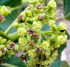 Image result for Jatropha botswanica
