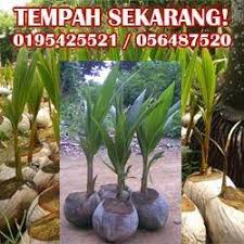 Video kali ini saya kongsikan cara cara teknik pembajaan kelapa matag f1 menggunakan baja padi. Jualan Anak Benih Kelapa Matag Home Facebook