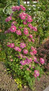 Sei es nun eine mit glockenförmigen oder offenen blüten, rankt sie an einer pergola, am spalier oder frei wachsend in bäumen, wird ihre schönheit sie jedes jahr wieder begeistern. Waldreben Clematis Zrodlo Dobrych Pnaczy