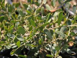Image result for Acacia kamerunensis