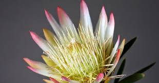 Image result for Protea rupestris