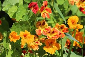 As another member of the squash family, zucchini resembles squash in most ways. The 10 Best Flowers For Vegetable Gardens Blooming Anomaly