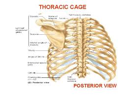 Rib cage anatomy posterior view. Chest Abdomen Pelvis Perineum Groin Trunk Back Thorax