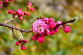 Check spelling or type a new query. 10 Most Important Flowers In Chinese Tradition Worldatlas