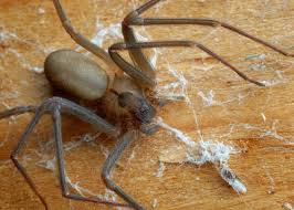 An experiment at the univ. Don T Flush Stomp Or Explode Spiders Freeze Them Realclearscience