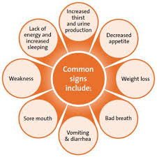 Know The Common Signs And Symptoms Of Kidney Failure Kidney Disease Chronic Kidney Failure Kidney Disease Symptoms
