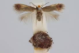 Image result for Stigmella paradoxa