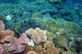 We did not find results for: Kesehatan Ekosistem Laut Dunia Kian Memburuk National Geographic