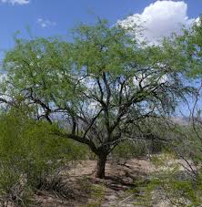 It is a mammal which lives in the sea and looks like a large fish with a pointed mouth. Mesquite Trees In Arizona Scottsdale Tree Co Blog