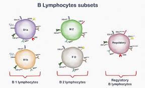 Image result for B-Lymphocyte