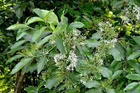 Image result for Pavetta sp. F