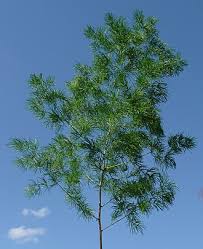 Image result for Asparagus minutiflorus