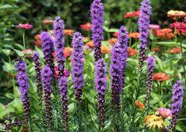 Filed under longer lasting flowers, orchids, tropical flower gardening, uncategorized. 17 Flowering Perennials That Will Grow Anywhere Gardener S Path