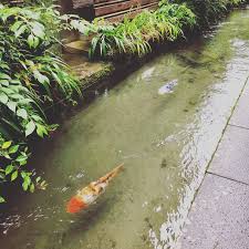 太りすぎの鯉たちが間近に見られます 郡上八幡 郡上踊り 白鳥踊り 岐阜 奥美濃 鯉 いがわ小径 ponds backyard koi pond backyard