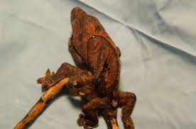 Illustrated Crested Gecko Morph Chart The Reptile Report