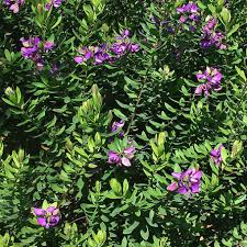 Image result for Polygala marensis