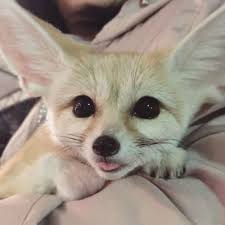 15 Interesting Facts About Fennec Foxes Petpress Pet Fox Cute Animals Cute Little Animals