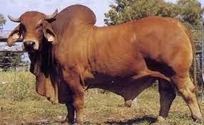 We did not find results for: Brahman Cattle For Sale On Engormix Ref 34184