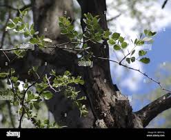Image result for Acacia nigrescens