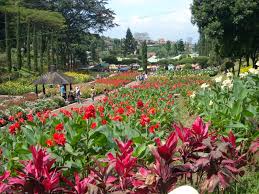 Ada sekitar 400.000 bunga creeping phlox hill yang. 10 Taman Bunga Terindah Di Indonesia Yang Layak Untuk Dikunjungi Travellink Indonesia