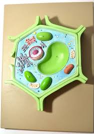 Eisco Labs 4 Part Plant Cell Model On Base Chloroplast Mitochondrion And Nucleus Removable 11 5 X 10 X 2 Plant Cell Project Cells Project Plant Cell