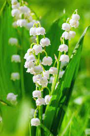 How To Grow Lily Of The Valley A Fragrant Shade Lover Gardener S Path