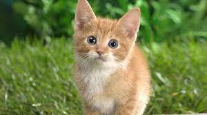 Kucing merupakan salah satu hewan pertanda yang di yakini adalah seperti pertanda yang baik dan juga buruk. Waspada Mimpi Tentang Kucing Ingatkan Luka Masa Lalu Yang Belum Tuntas Tribun Jogja