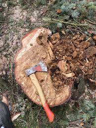 Baum fällen und holz spalten. Baumfallung Und Ruckschnitt Baumpflege Moser