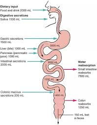 Aug 22, 2018 · fruits and vegetables take an incredibly short time to pass through the digestive tract. How Long Does It Take Fluids To Reach The Small Intestine Quora