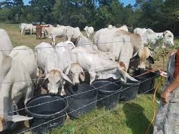 We did not find results for: Holstein And Brahman Cattle And Calves For Sale National Csa Directory