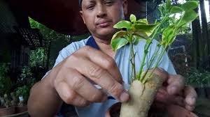 Cantuman baji antara teknik yang sentiasa menjadi pilihan kepada pembiak, pengusaha mahupun peminat bunga kertas. Cara Buat Cantuman Pucuk Pokok Bunga Kertas Gunakan Akar Youtube