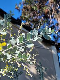 Image result for Acacia podalyriifolia