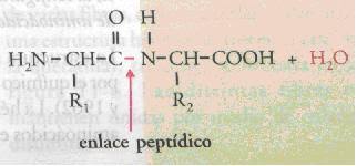 Resultado de imagen para enlace peptidico ejemplo
