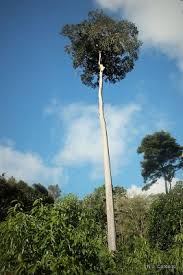 Image result for Anisophyllea