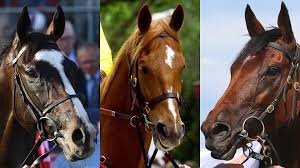 Thoroughbred horse racing is one of the world's oldest sports. How Do Racehorses Get Their Names The New Daily