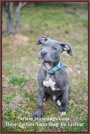 Easy Ways Of Caring Of A Dog Trasedogs Pitbull Terrier Pitbull Puppy Cute Dogs