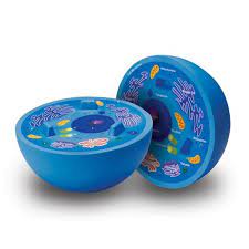 Maybe you would like to learn more about one of these? Learning Resources Cross Section Animal Cell Model Target