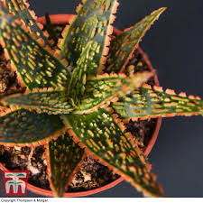Image result for Aloe zebrina