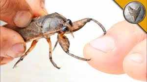 We did not find results for: Bitten By A Giant Water Bug Youtube