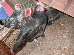 The only hen i ever saw take notice of this was a young pullet, and she fled the nest, giving up to the complainant! What Age Do Cockerels Roosters Start Crowing Backyard Chickens Learn How To Raise Chickens