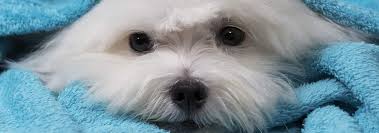 Can I Give Pain Meds To My Dog Hills Pet