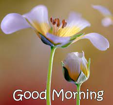 Morning is so refreshing that everyone enjoys it a lot. Hd Flower Good Morning Image Pix Trends