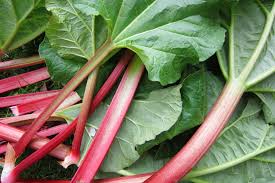 Check spelling or type a new query. Rhubarb Planting Growing And Harvesting Rhubarb The Old Farmer S Almanac