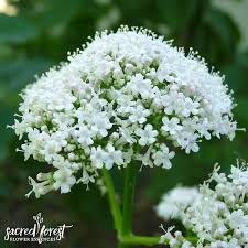 Valerian is mainly remembered for persecuting christians and for the manner in which his life ended. Valerian Flower Essence Grandparents Of The Forest