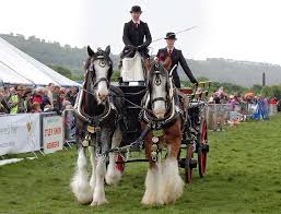 How tall is the tallest horse that is alive? History Of The Clydesdale Horse All You Need To Know