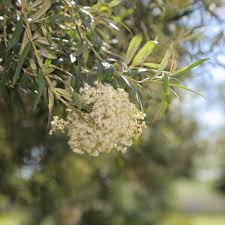 Image result for Buddleja saligna